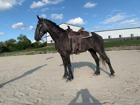 BLUE, Percheron Gelding for sale in Kentucky