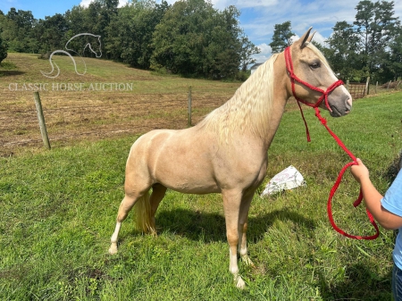 BLAZE, Kentucky Mountain Saddle Horse Gelding for sale in Kentucky