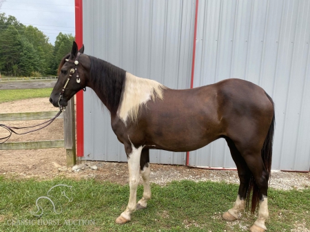 BOSS MAN, Spotted Saddle Gelding for sale in Tennessee