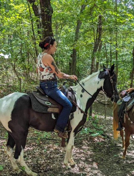 MOJO, Spotted Saddle Gelding for sale in Tennessee
