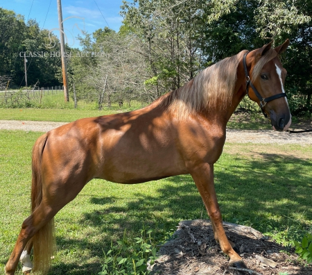 DIXIE ANN, Tennessee Walking Horses Mare for sale in Tennessee