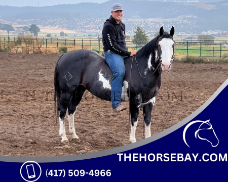 Black and White Overo Draft X Gelding - Available on Thehorsebay.com, Draft Cross Gelding for sale in Oregon