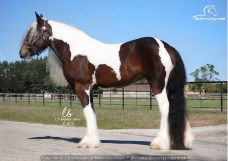 Gypsy Vanner Bay Tobiano Driving/Trail/Western/English Mare, Gypsy Cob Mare for sale in Virginia