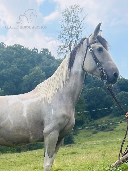 HONEY BUN, Tennessee Walking Horses Mare for sale in North Carolina
