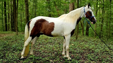 AUSTIN, Spotted Saddle Gelding for sale in Georgia