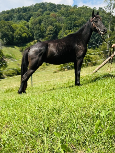 Tinker Bell, Tennessee Walking Horses Mare for sale in North Carolina