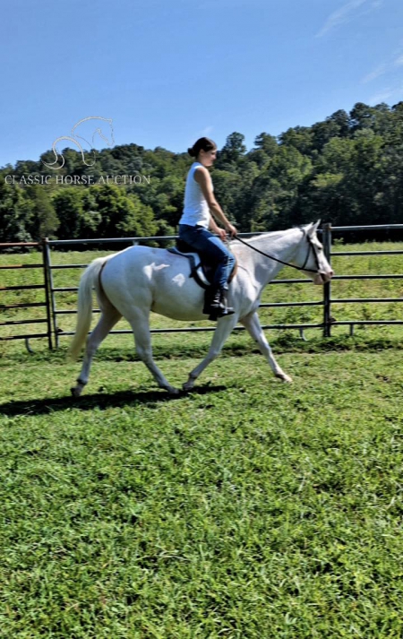 TASHA, American Quarter Horse Mare for sale in Tennessee