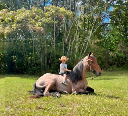 DURAMAX, Tennessee Walking Horses Gelding for sale in Tennessee