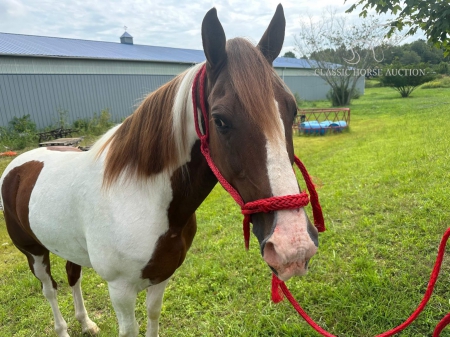 CHIEF, Spotted Saddle Gelding for sale in Kentucky