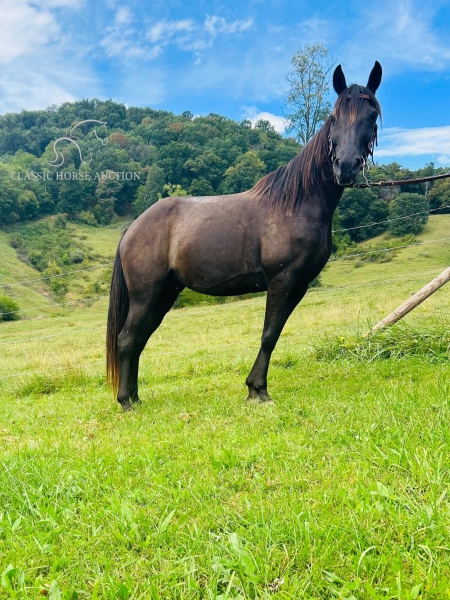 CHRISSY, Rocky Mountain Mare for sale in North Carolina