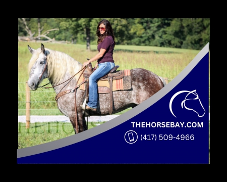 Dappled Grey 17HH Percheron - Available on Thehorsebay.com, Percheron Gelding for sale in Kentucky