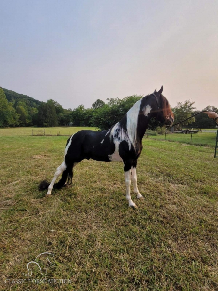 THE DARK KNIGHT RISES, Spotted Saddle Gelding for sale in Tennessee