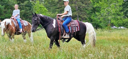 DUMAS SOUTHERN COMFORT (TOPPER), Tennessee Walking Horses Gelding for sale in Georgia