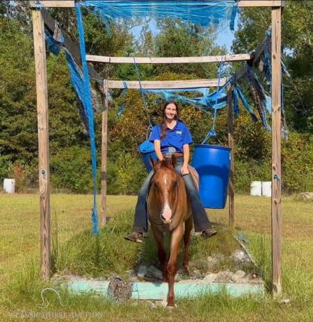 NIKOLAI, American Quarter Horse Gelding for sale in Mississippi