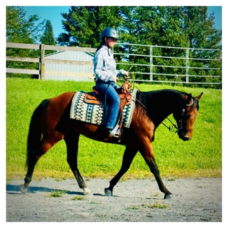 Austin, American Quarter Horse Gelding for sale in Pennsylvania