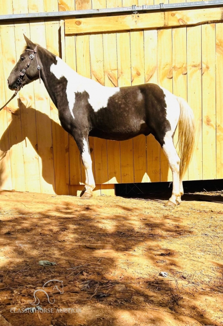 BUTTTERFLY, Rocky Mountain Gelding for sale in North Carolina