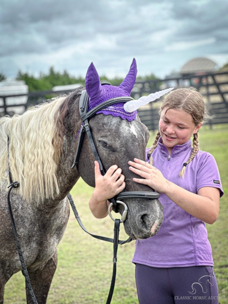 MAGNAUS, PAINTALOOSA Gelding for sale in Florida