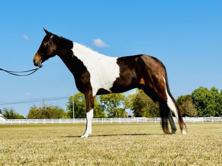 CHARLEY, Sport Horse Of Color Gelding for sale in Tennessee