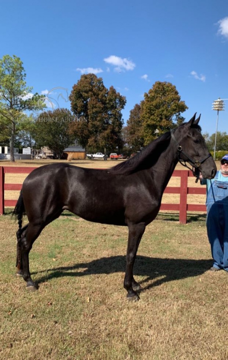MALLIE, Tennessee Walking Horses Mare for sale in Tennessee