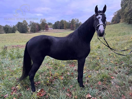 LOCKED IN DIXIE, Tennessee Walking Horses Mare for sale in Tennessee