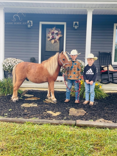 SNICKERS, Ponies Mare for sale in Kentucky