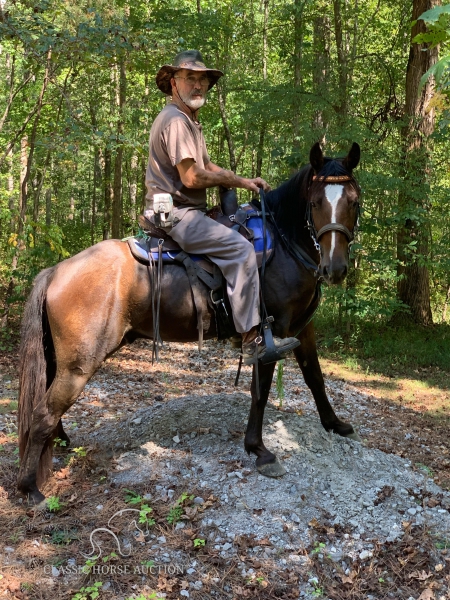 ELROY, Standardbred Gelding for sale in Alabama