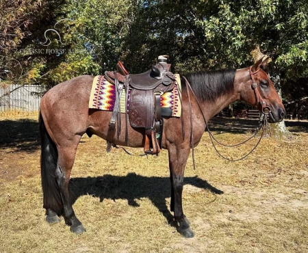 TAKODA, American Paint Horse Association Gelding for sale in Alabama
