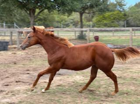 23 colt, American Quarter Horse Colt for sale in Texas