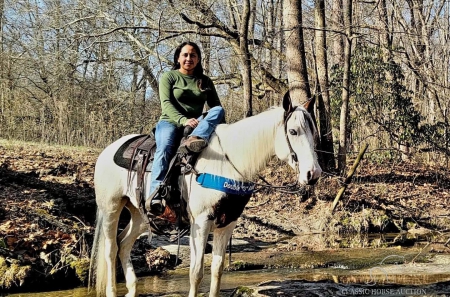 GRINGO, Spotted Saddle Gelding for sale in Washington