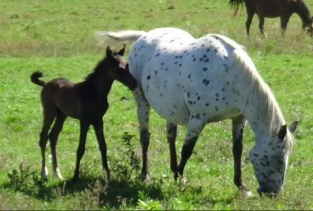 Asil Lotzofdots, Araappaloosa Mare for sale in New York