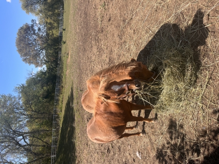 Mama , Miniature Mare for sale in Wisconsin