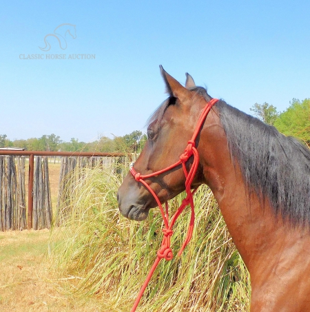 SHADOW, Quarter Horse Cross Gelding for sale in Texas