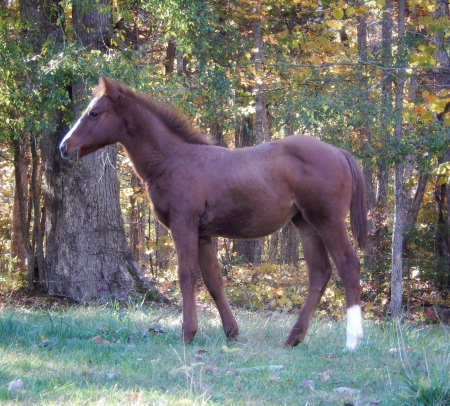 Cowy Cowy Bred Filly !!, American Quarter Horse Filly for sale in Kentucky