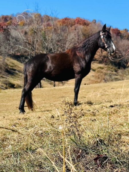 ONYX, Rocky Mountain Mare for sale in North Carolina