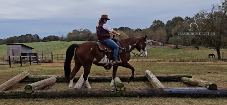 ROCKER, American Paint Horse Association Gelding for sale in Georgia