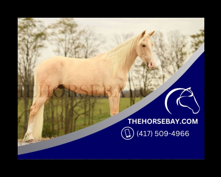 Registered Palomino Rocky Mountain Gaited Trail Gelding - Available on Thehorsebay.com, Rocky Mountain Gelding for sale in Kentucky
