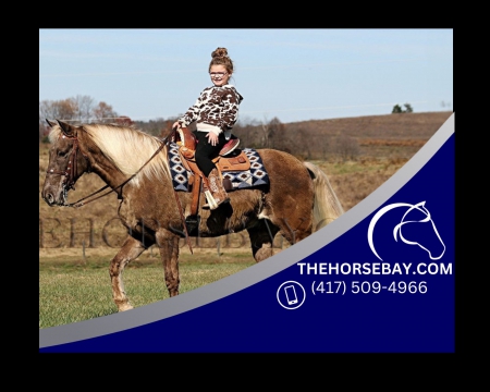 Chocolate Rocky Mountain Gaited Trail and Hunting Gelding - Available on Thehorsebay.com, Rocky Mountain Gelding for sale in Kentucky