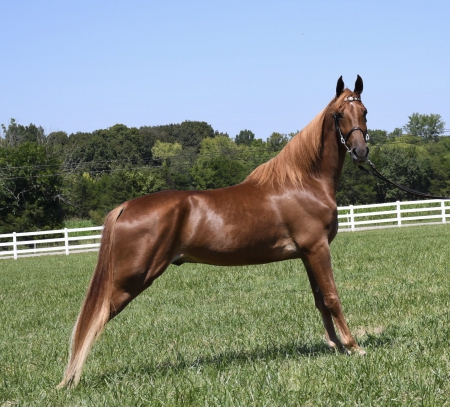BROTHER BURNS, Tennessee Walking Horses Gelding for sale in Tennessee