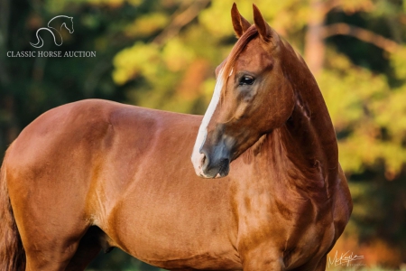 CHONGO, Paso Fino Gelding for sale in Mississippi