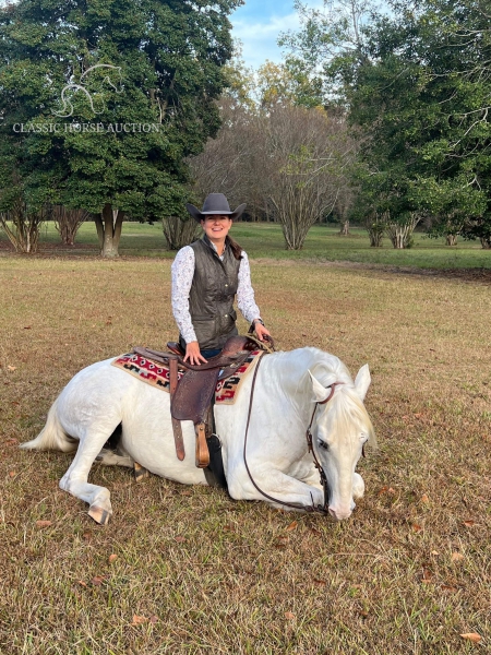 JIMMY, Malopolski Gelding for sale in South Carolina