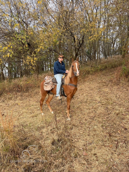 EDDIE, Tennessee Walking Horses Gelding for sale in Tennessee