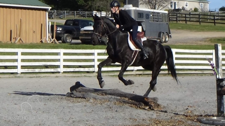 XENA, Arabo Friesian Mare for sale in Pennsylvania