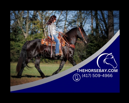 Black Frieisian Heritage Mare - Available on Thehorsebay.com, Draft Mare for sale in Kentucky