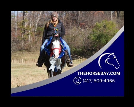 Gorgeous Beginner Safe Black Sabino Registered SSHA Gaited Trail and Lesson Gelding - Available on Thehorsebay.com, Spotted Saddle Gelding for sale in Kentucky
