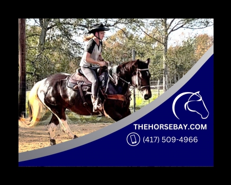 Bay Spotted Draft (SDHR) English/Western Riding Trail Mare - Available on Thehorsebay.com, Spotted Draft Mare for sale in Texas