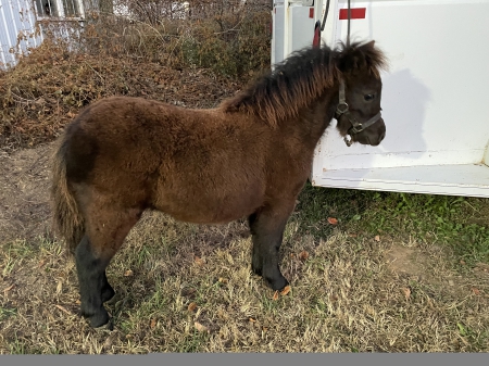 Sweet Adeline, Miniature Filly for sale in Tennessee