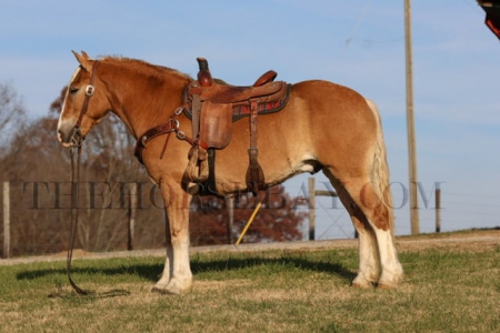 Belgian Cross Sorrel Dun Trail and Driving Gelding - Available on Thehorsebay.com, Belgian Gelding for sale in Kentucky