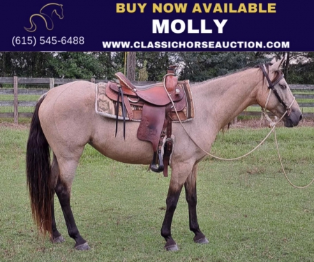 MOLLY, American Quarter Horse Mare for sale in Alabama