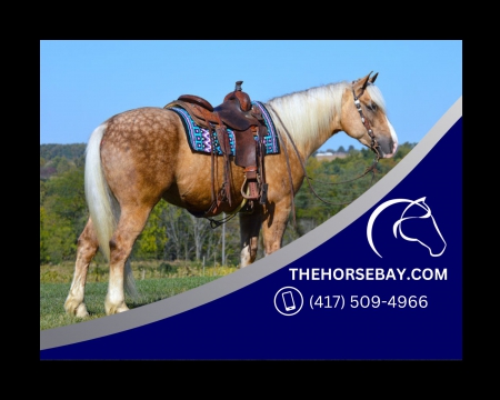 Draft Quarter X Dappled Palomino Safe Trail and Driving Horse Gelding - Available on Thehorsebay.com, Draft Gelding for sale in Ohio
