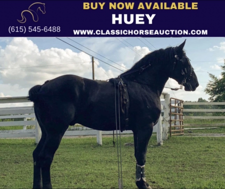 HUEY, Percheron Gelding for sale in Tennessee